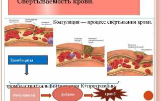 Что такое анализ крови на МНО