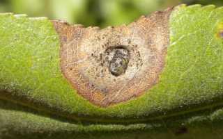 Чем опасен грибок Alternaria alternata для человека и методы борьбы с ним
