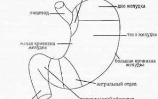 Отделы желудка: как устроен орган и что в нем происходит, его части