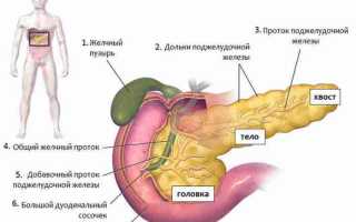 Где находится поджелудочная железа, ее строение и функция