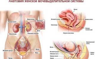 Причины частых позывов к мочеиспусканию у женщин: без боли или в результате болезни