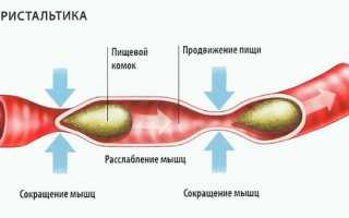 Что такое перистальтика желудка и нарушение ее моторики