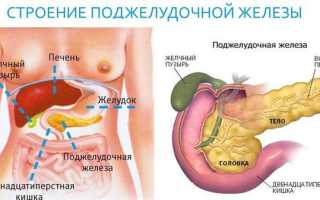 Особенности строения и функций поджелудочной железы