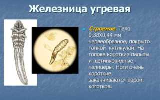 Проведение процедуры диагностики демодекоза