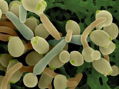 Грибы рода Candida
